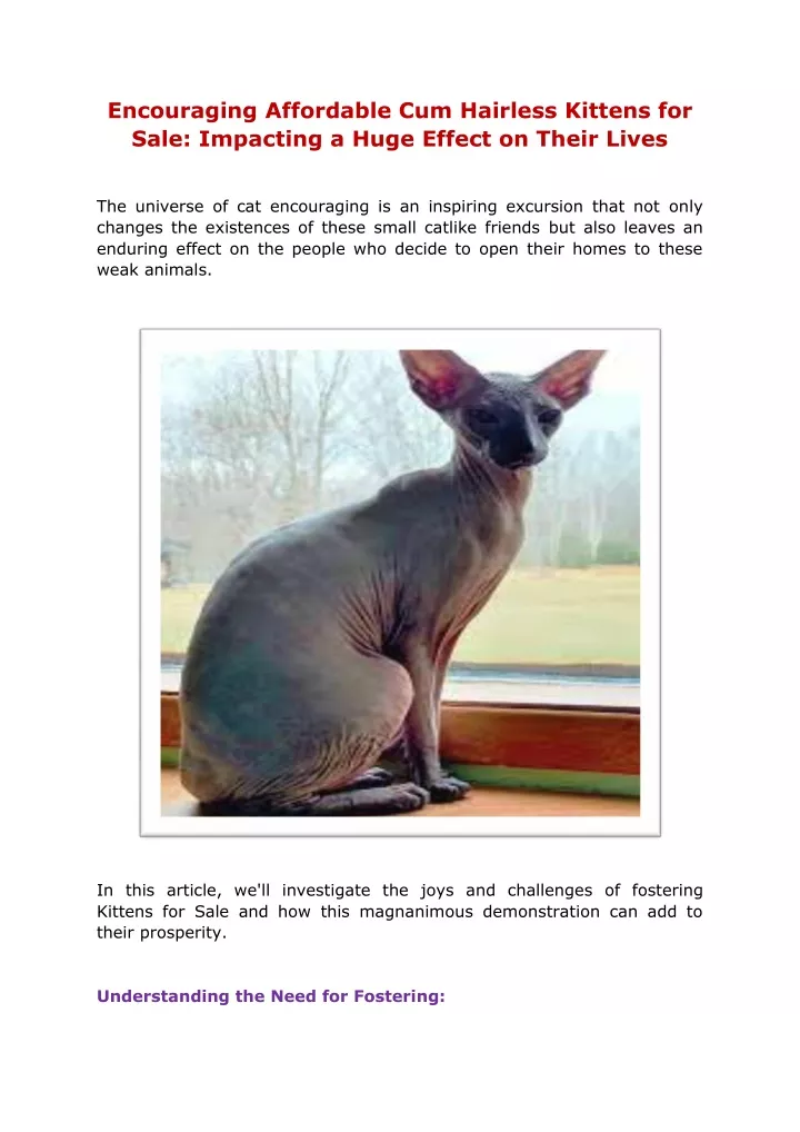 encouraging affordable cum hairless kittens