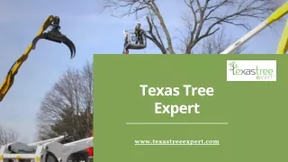 Texas Tree Expert