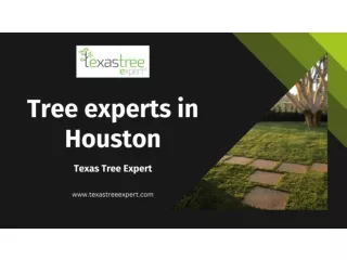 Tree experts in Houston