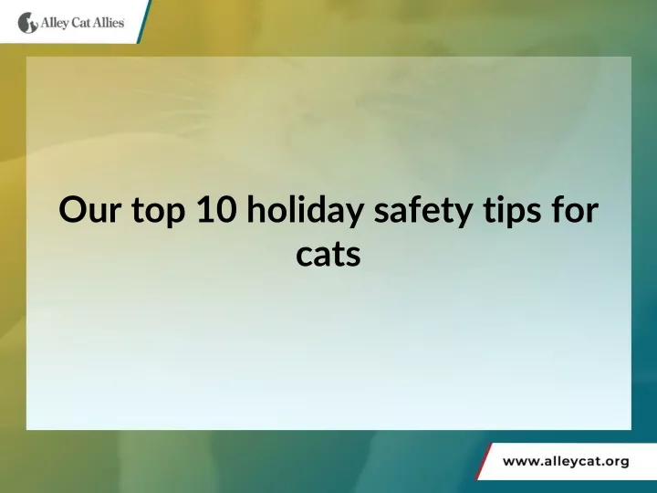 our top 10 holiday safety tips for cats