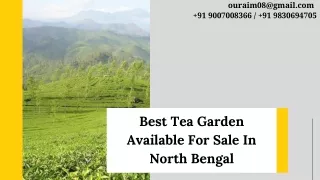 Best Tea Garden Available For Sale In North Bengal