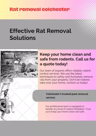 Rat Removal Colchester: Ensuring a Rodent-Free Environment