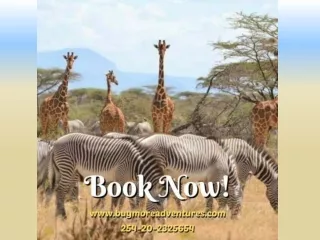 Kenya Budget Tours & Camping Tours: An Overview of the Greatest Safari Adventure