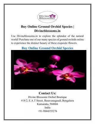 Buy Online Ground Orchid Species | Divineblossoms.in