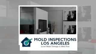Professional Mold Inspection Services for a Healthy Home