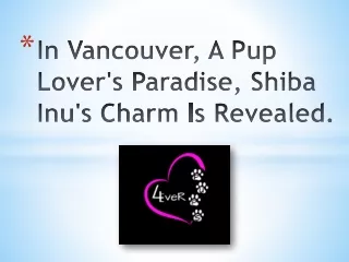 In Vancouver, A Pup Lover's Paradise, Shiba Inu's Charm Is Revealed.