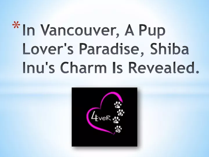 in vancouver a p up l over s p aradise shiba inu s charm i s r evealed