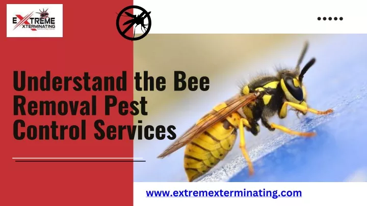 understand the bee removal pest control services