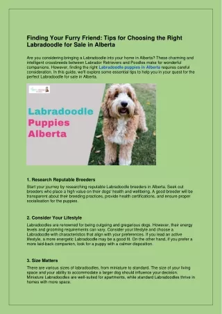 Finding Your Furry Friend: Tips for Choosing the Right Labradoodle for Sale