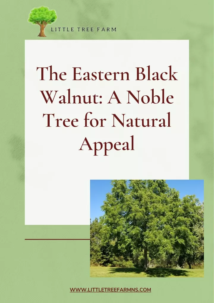 the eastern black walnut a noble tree for natural