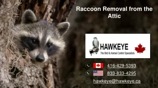 Raccoon Removal from the Attic