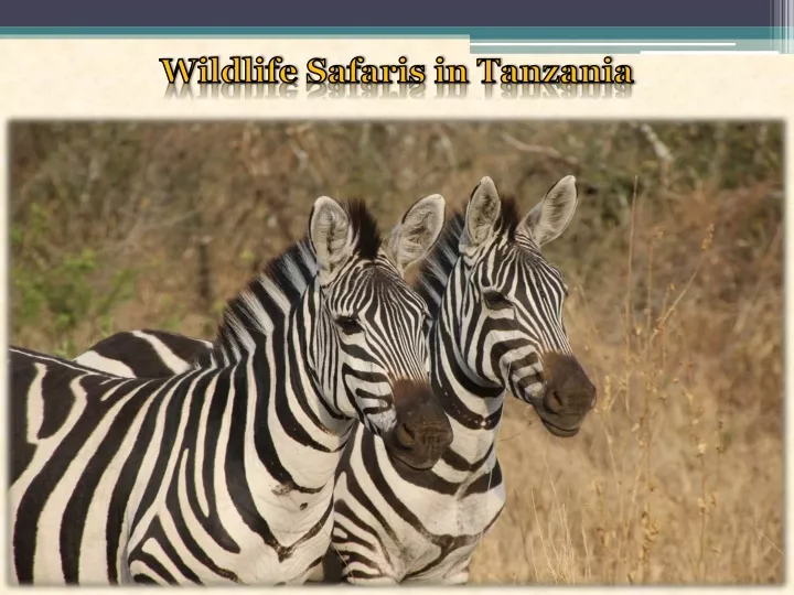 wildlife safaris in tanzania