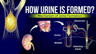 Urine Formation PPT