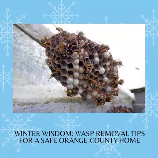 Wasp Removal Tips For A Salfe Orange County Home