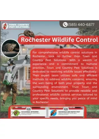 Rochester Wildlife Control services by Town and Country Solutions