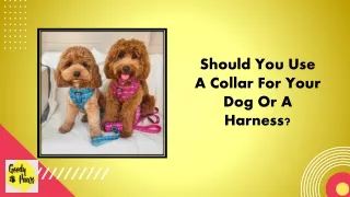 Should You Use A Collar For Your Dog Or A Harness