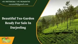 Beautiful Tea-Garden Ready For Sale In Darjeeling