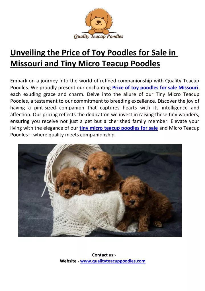 unveiling the price of toy poodles for sale