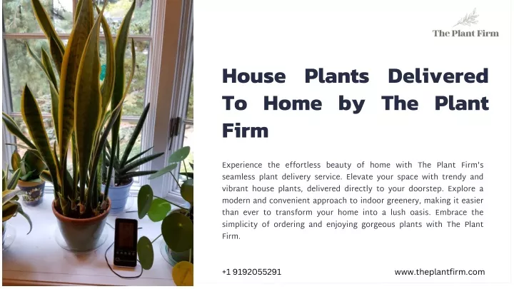 house plants delivered to home by the plant firm