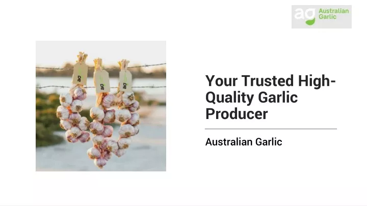 your trusted high quality garlic producer