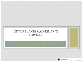 Indoor Plants Maintenance Services in kuwait | HydroPlants