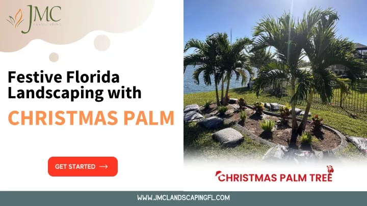 festive florida landscaping with christmas palm