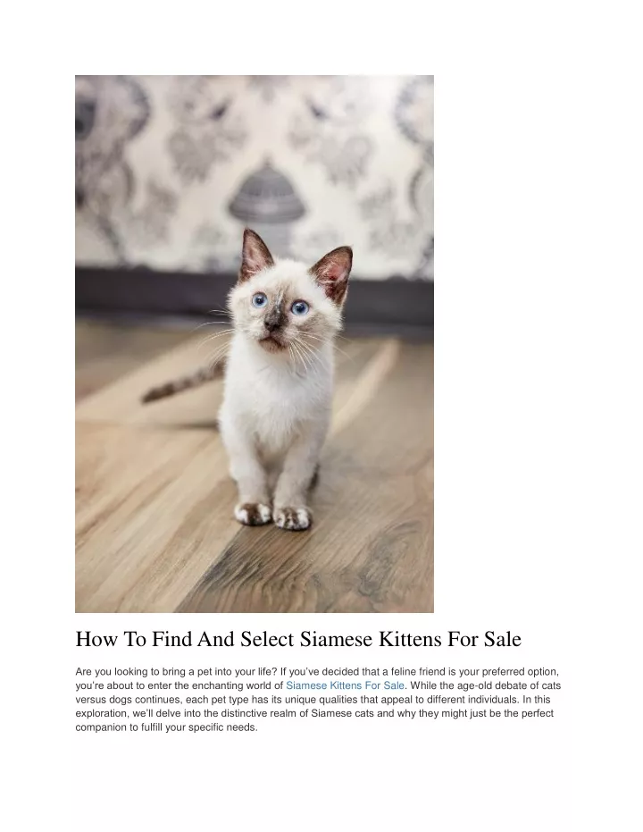 how to find and select siamese kittens for sale