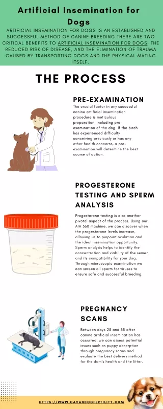 Artificial Insemination for Dogs