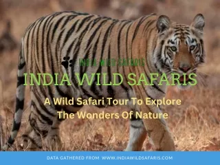Experience the Best India Wildlife Tour Packages for an Unforgettable Adventure