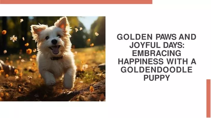 golden paws and joyful days embracing happiness