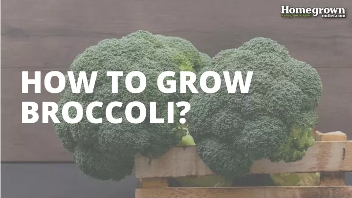 how to grow broccoli