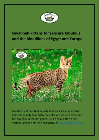 Savannah kittens for sale are fabulous and the bloodlines of Egypt and Europe