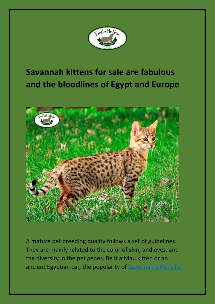 savannah kittens for sale are fabulous