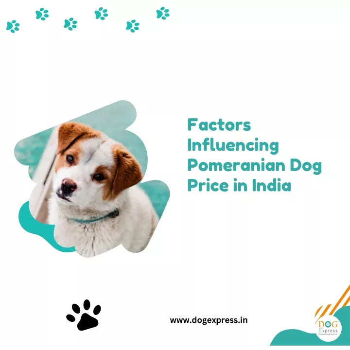factors influencing pomeranian dog price in india