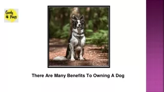There Are Many Benefits To Owning A Dog
