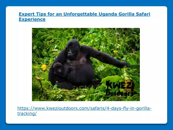 expert tips for an unforgettable uganda gorilla