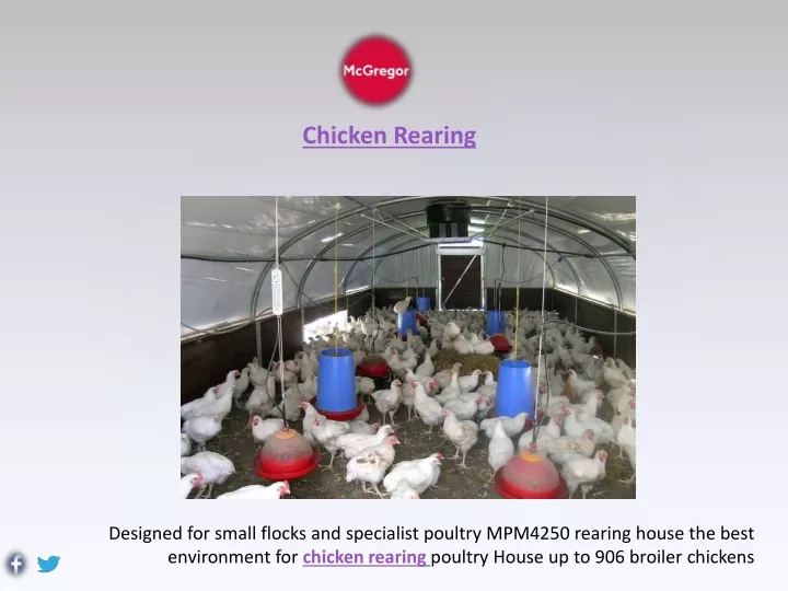 chicken rearing