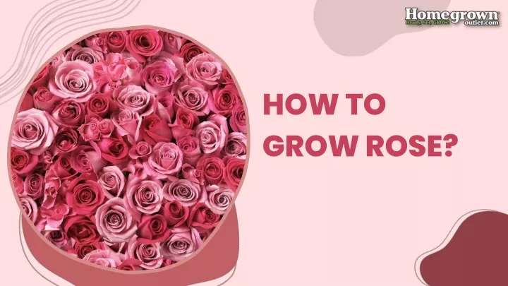 how to grow rose