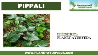 Pippali - Complete Guide to the Ayurvedic Herb