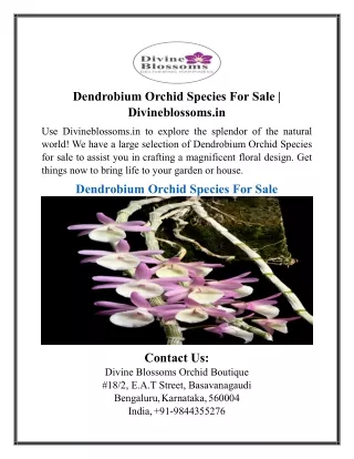 Dendrobium Orchid Species For Sale | Divineblossoms.in