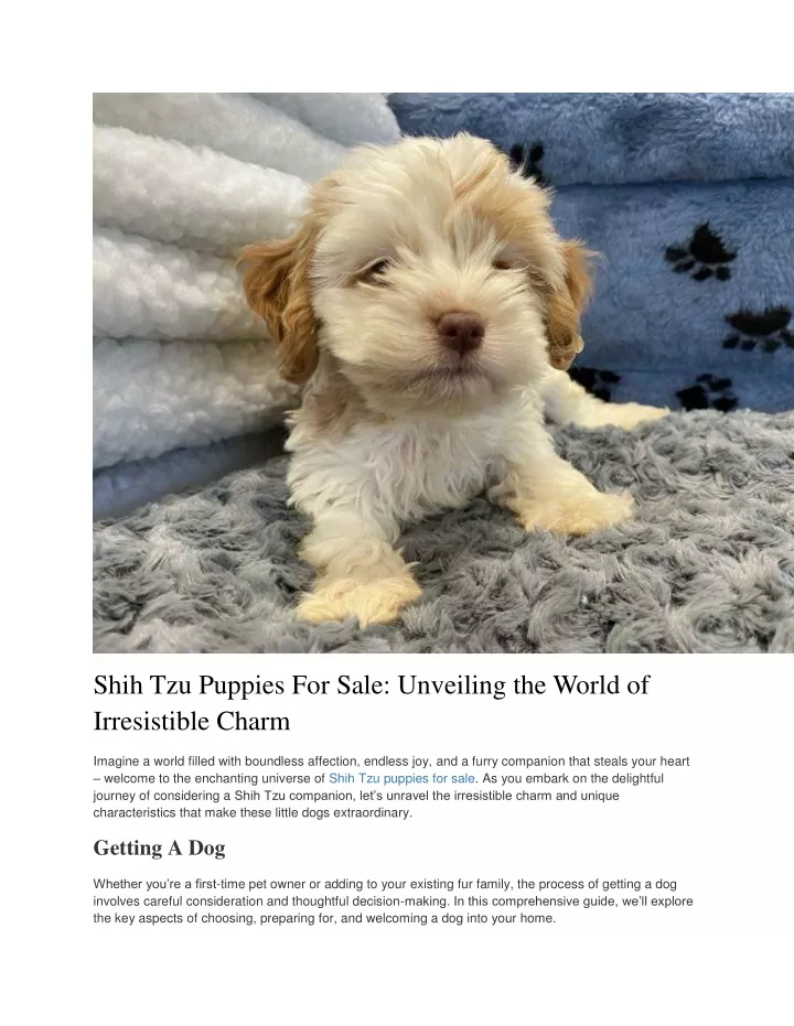 shih tzu puppies for sale unveiling the world
