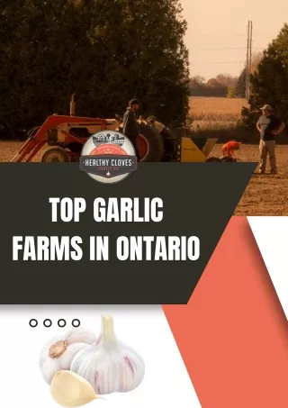 Top Garlic Farms in Ontario - Healthy Cloves Garlic Company
