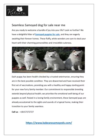 Seamless Samoyed dog for sale near me