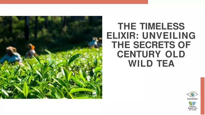 the timeless elixir unveiling the secrets of century old wild tea