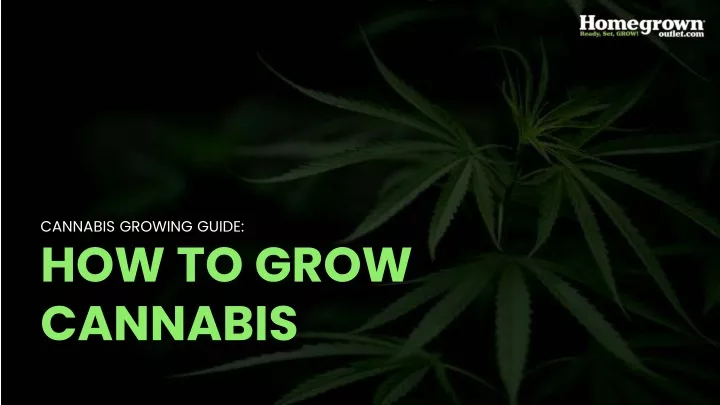 cannabis growing guide