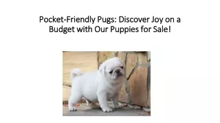 Pocket-Friendly Pugs Discover Joy on a Budget with Our Puppies for Sale!