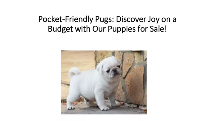 pocket friendly pugs discover joy on a budget with our puppies for sale