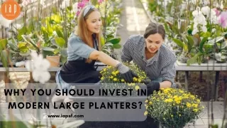 why you should invest in modern large planters?