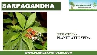 Sarapgandha - Complete Guide to the Ayurvedic Herb