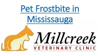Pet Frostbite in Mississauga